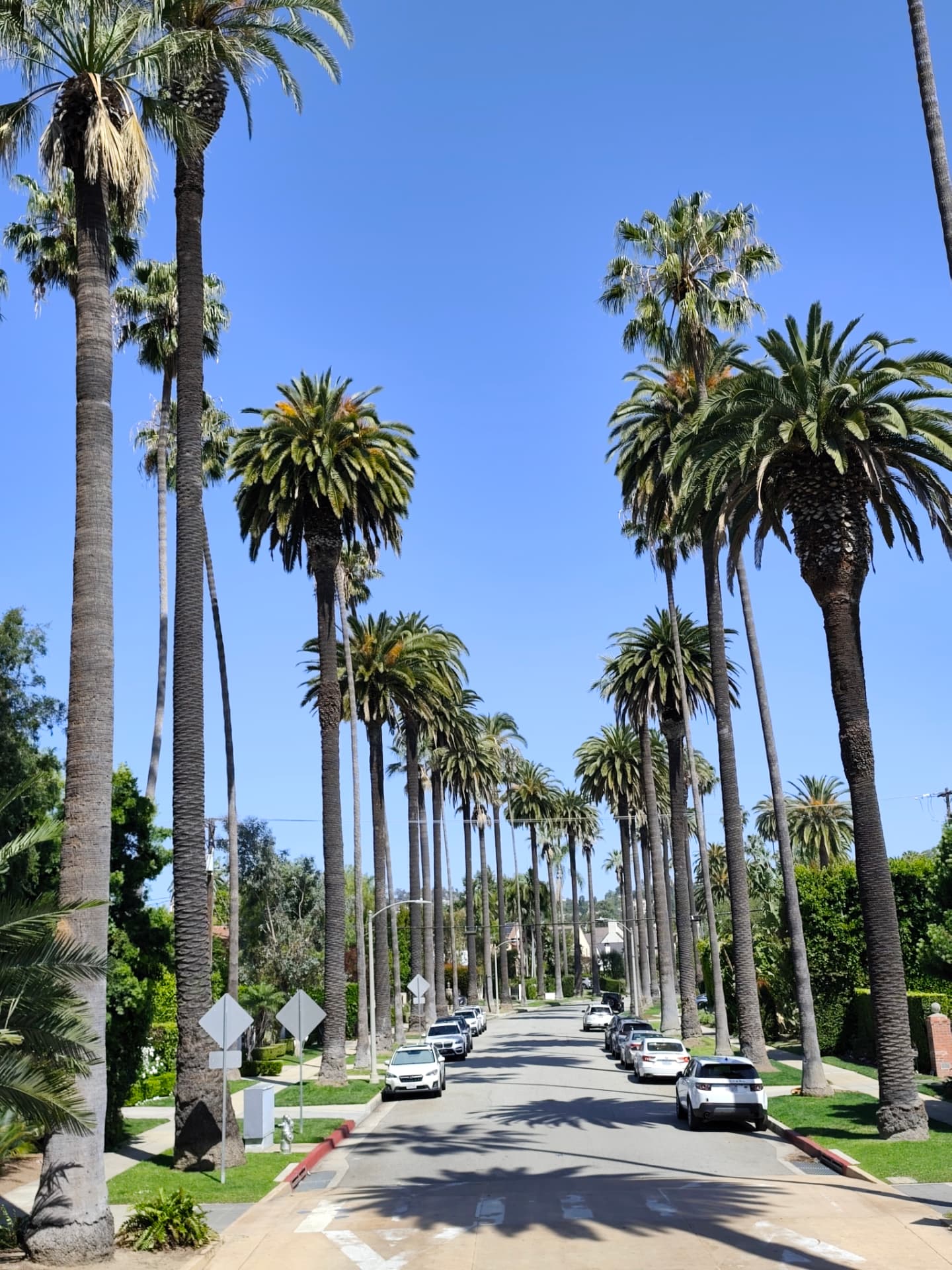 Rue californienne bordée de palmiers sous un ciel bleu